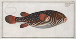 Tetrodon Testudineus, The Toadfish.