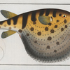 Tetrodon Lagocephalus, The Starry Globe-fish.