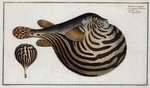 Tetrodon leneatus, The Striped Globe.