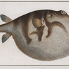 Tetrodon Hispidus, The Sea Weather-Cock.