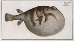 Tetrodon Hispidus, The Sea Weather-Cock.