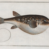 Tetrodon Honckenii, The Honkeny's Tetrodon.