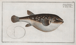 Tetrodon Honckenii, The Honkeny's Tetrodon.