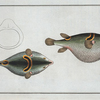 Tetrodon ocellatus.