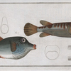 Tetrodon oblongus.
