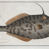 Balistes Monoceros,  The Mingo.
