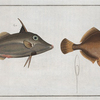 Balistes Tomentosus, The Little Old-Wife; 2. Balistes biaculeatus.