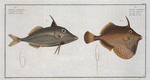 Balistes Tomentosus, The Little Old-Wife; 2. Balistes biaculeatus.