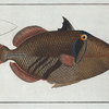 Balstes aculeatus.