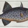 Balistes maculatus, The long File-Fish.