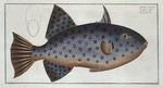 Balistes maculatus, The long File-Fish.