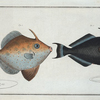 1. Balistes Chinensis; 2. Balistes ringens, The black Old-wife.