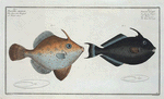 1. Balistes Chinensis; 2. Balistes ringens, The black Old-wife.