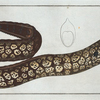 Muraena Helena, The Murane.