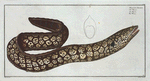 Muraena Helena, The Murane.