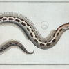 Muraena Ophis.