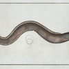 Muraena Conger, The Conger.