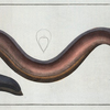 Gymnotus Electricus,  The Electric-Eel.