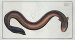 Gymnotus Electricus,  The Electric-Eel.