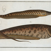 1. Gymnotus brachiurus; 2.  Gymnotus Carapo.