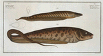 1. Gymnotus brachiurus; 2.  Gymnotus Carapo.