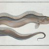 Trichiurus Lepturus, The Sword-Fish.