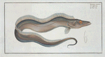 Trichiurus Lepturus, The Sword-Fish.