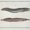 1. Ophidium Barbatum; 2. Ophidium aculeatum.