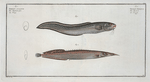 1. Ophidium Barbatum; 2. Ophidium aculeatum.