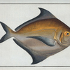 Stromateus Paru.