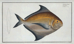 Stromateus Paru.