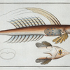 Callionymus Lyra, The Gemmeous Dragonet.