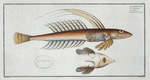 Callionymus Lyra, The Gemmeous Dragonet.