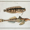1. Blennius fasciatus; 2.  Callionymus Dracunculus, The Sordid Dragoned.