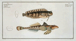 1. Blennius fasciatus; 2.  Callionymus Dracunculus, The Sordid Dragoned.