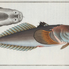 Uranoscopus Scaber, The Star-Gazer.