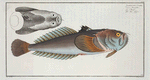 Uranoscopus Scaber, The Star-Gazer.