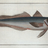 Gadus Merluccius, The Hake.