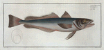 Gadus Merluccius, The Hake.