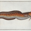 Gadus tricirratus, The Sea Loche.