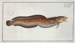 Gadus tricirratus, The Sea Loche.