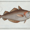 Gadus Barbatus, The Whiting Pout.