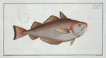 Gadus Barbatus, The Whiting Pout.