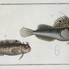 1. Blennius ocellaris, The Butterfly-fish; 2.  Blennius Gattorugine.