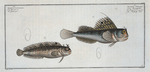 1. Blennius ocellaris, The Butterfly-fish; 2.  Blennius Gattorugine.