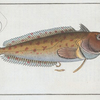 Blennius superciliosus.