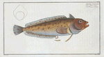 Blennius superciliosus.