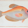 Kyrtus indicus.