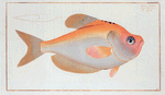 Kyrtus indicus.