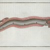 Cepola Tænia, The Band-Fish.